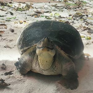Burmese Roofed Turtle (Batagur trivittata)