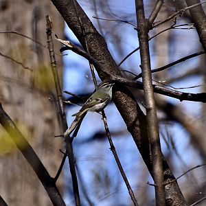 Golden-Crowned Kinglet (Regulus satrapa satrapa) male - wild