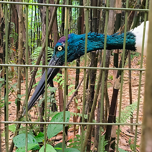 Asian Black-Necked Stork (Ephippiorhynchus asiaticus asiaticus)
