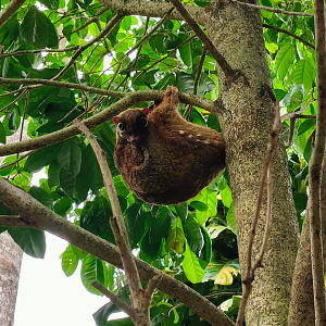 Malayan Colugo (Galeopterus variegatus)