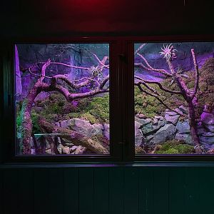 Mossy frog (exhibit) : Cotswold WP : 28 Mar 2025