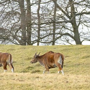 Banteng : Whipsnade : 22 Mar 2025