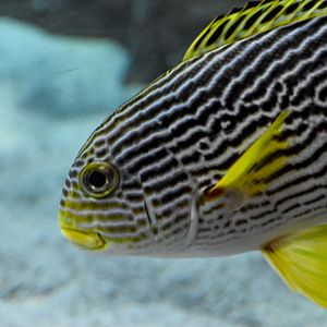 Oblique-banded Sweetlips
