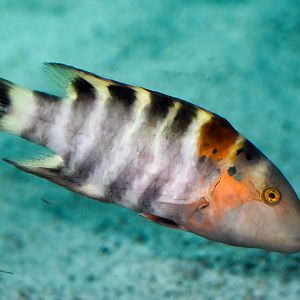 Red-breasted Maori Wrasse