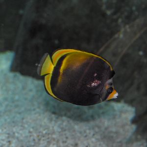 Dusky Butterflyfish