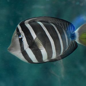 Sailfin Tang