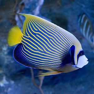 Emperor Angelfish