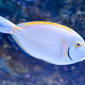 Eyestripe Surgeonfish