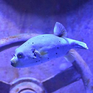 Dogface Pufferfish (new species)