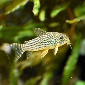 Sterba's Corydoras