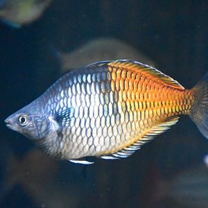 Boeseman's Rainbowfish