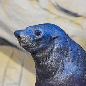 Long-nosed Fur Seal
