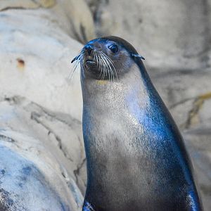 Subantarctic Fur Seal