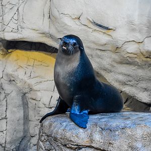 Subantarctic Fur Seal