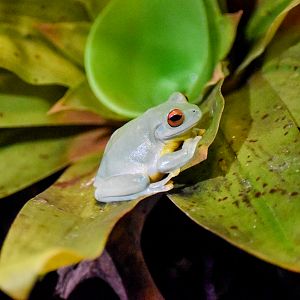 Red-eyed Tree-Frog