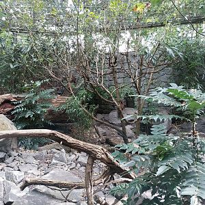 Himalaya - Satyr Tragopan aviary