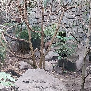 Himalaya - Satyr Tragopan aviary