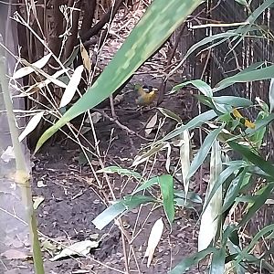 Himalaya - Satyr Tragopan aviary - Silver-eared Mesia (Leiothrix argentauris)