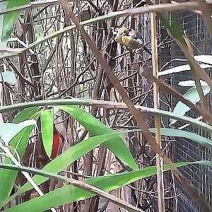 Himalaya - Satyr Tragopan aviary - Silver-eared Mesia (Leiothrix argentauris)