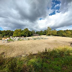 Himalaya - Eastern Kiang (Equus kiang holdereri)