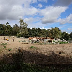 Himalaya - Eastern Kiang (Equus kiang holdereri)