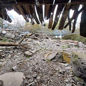 Himalaya - Snowleopard (Panthera uncia) - Can you find it?
