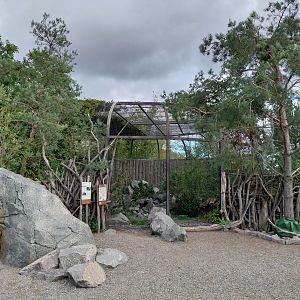 Himalaya - Siberian Pallas' Cat (Otocolobus manul manul)