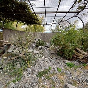 Himalaya - Siberian Pallas' Cat (Otocolobus manul manul)