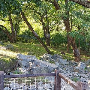 Himalaya - Nepalese Red Panda (Ailurus fulgens) and Mitchie's Tufted deer (Elaphodus cepahlophus michianus)