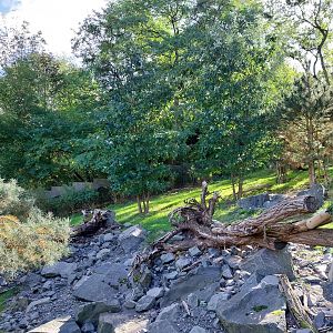 Himalaya - Nepalese Red Panda (Ailurus fulgens) and Mitchie's Tufted deer (Elaphodus cepahlophus michianus)