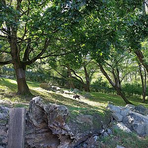 Himalaya - Nepalese Red Panda (Ailurus fulgens) and Mitchie's Tufted deer (Elaphodus cepahlophus michianus)