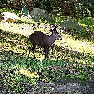 Himalaya - Mitchie's Tufted deer (Elaphodus cepahlophus michianus)