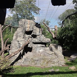 Himalaya - François' Leaf Monkey (Trachypithecus francoisi)