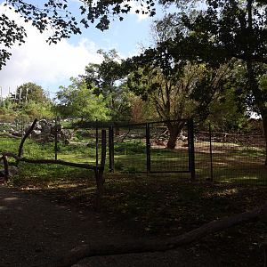 Himalaya - Siberian Ibex (Capra sibiricus) and Tajik Markhor (Capra falconeri heptneri)