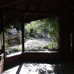 Himalaya - Bearded Vulture (Gypaetus barbatus barbatus) and Tibetan White Eared-pheasant (Crossoptilon crossoptilon drouynii) viewing point