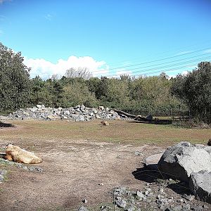 Himalaya - Shensi Takin (Budorcas taxicolor bedfordi) and Central Chinese Goral (Naemorhedus griseus arnouxianus)
