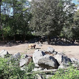 Himalaya - Sichuan Takin (Budorcas taxicolor tibetana)