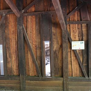 Himalaya - Pére David's Rock Squirrel (Sciurotamias davidianus) viewing point