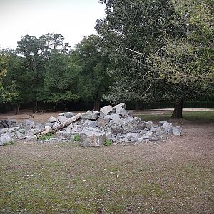 Himalaya - Himalayan Blue Sheep (Pseudois nayaur) and Transcaspian Urial (Ovis vignei arkal)