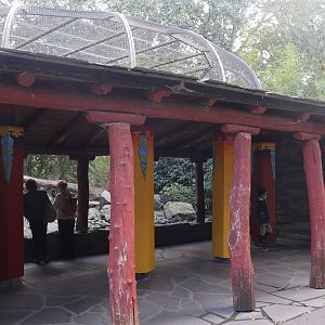 Himalaya - Himalayan Monal (Lophophorus impejanus) aviary