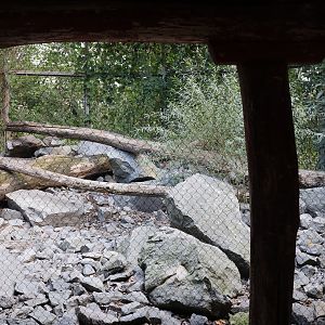 Himalaya - Himalayan Monal (Lophophorus impejanus) aviary