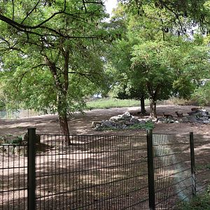 Himalaya - White-lipped Deer (Cervus albirostris)