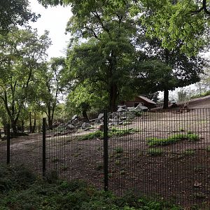 Himalaya - White-lipped Deer (Cervus albirostris)