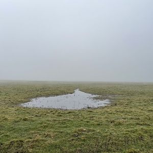 Elmley NNR, 02.03.25