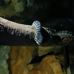 Jungle Carpet Python (Morelia spilota cheynei)