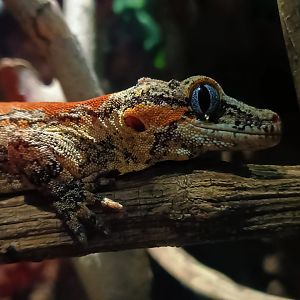 New caledonia Bumpy gecko (Rhacodactylus auriculatus)