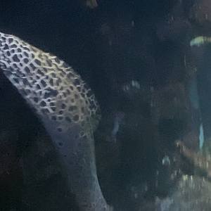 Honeycomb or Spotted Moray? - Burgers' Zoo
