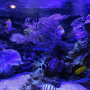 Tank 15 (species list in comments)