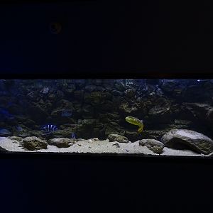 Tank 16 (species list in comments)