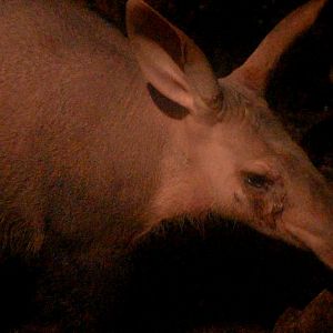 Aardvark (Orycteropus afer)
